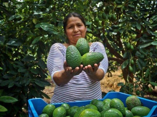 Aguacate peruano rompe récords: exportaciones crecen un 32% en el primer semestre de 2025
