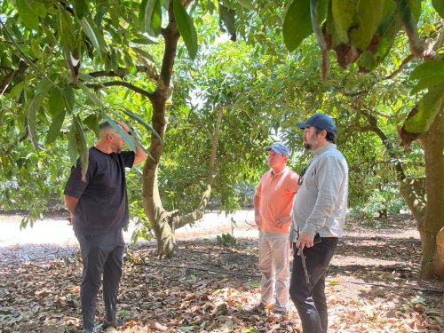 Avobook fortalece vínculos con productores de aguacate en Marruecos: una mirada al potencial del sector marroquí