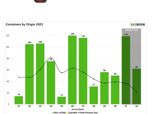 Mercado chino de aguacates mantiene flujo constante desde Perú y muestra leve alza en precios