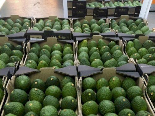 Brasil cierra su campaña de exportación de aguacate Hass con 22 mil toneladas y proyecta una expansión acelerada hacia 2028