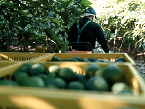 Brasil abre su mercado al aguacate mexicano con estrictos requisitos fitosanitarios