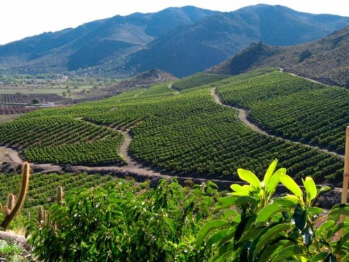 Chile: el “benchamark” de sustentabilidad para la industria mundial del aguacate