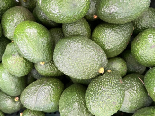 Comienza la cosecha de aguacate en el Estado de México, tercera entidad productora del país