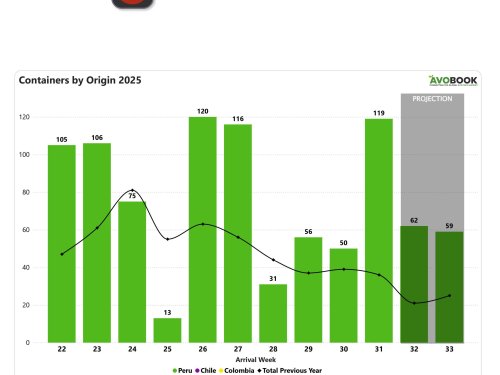 Mercado chino de aguacate retoma brevemente los 100 contenedores semanales, pero precios siguen muy por debajo del 2024