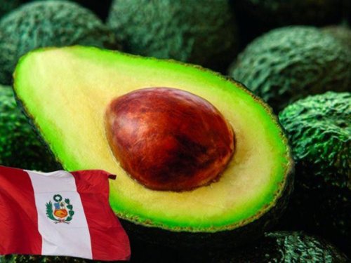 Perú declara el “Día Nacional de la Palta Peruana”: un reconocimiento al fruto que conquista el mundo