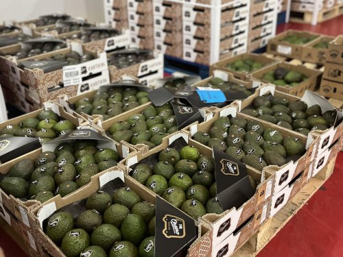 Perú impulsa récords de exportación de aguacate en Europa y aumenta envíos a Estados Unidos