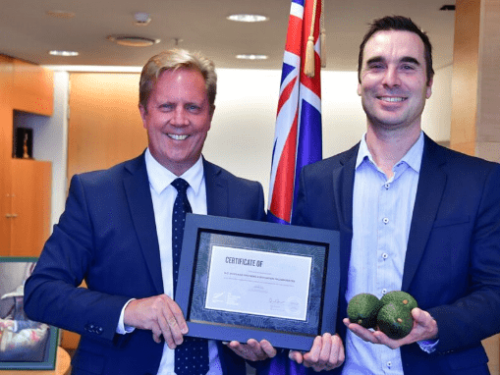Aguacates de Nueva Zelanda obtienen sello FernMark en histórica alianza exportadora