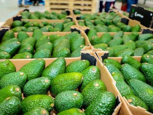 Volúmenes récord de llegadas a Europa: más de mil despachos semanales por diez semanas consecutivas