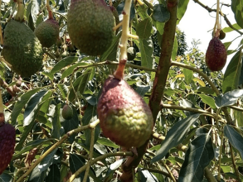 Ola de calor reduce a la mitad la cosecha de aguacate en Marruecos y dispara los precios