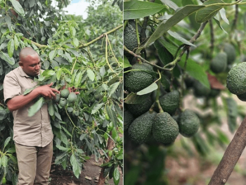 Kenia inicia su segundo ciclo de aguacates con precios en alza y fuerte demanda interna