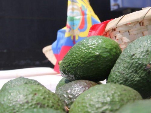 Ecuador apuesta por el aguacate: proyecta triplicar su producción y abrir el mercado estadounidense
