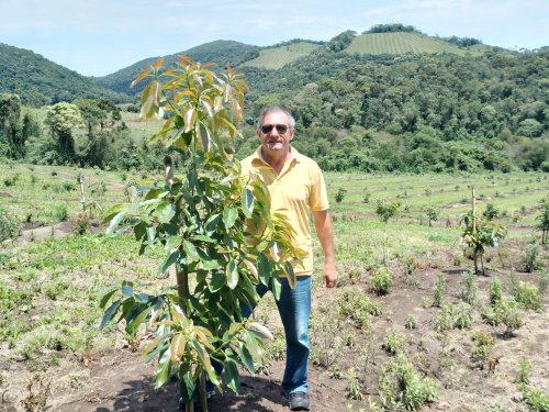 Brasil tiene todas las posibilidades de convertirse en un actor respetado en el mercado internacional del aguacate
