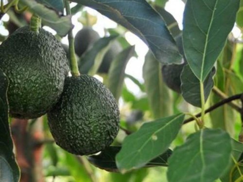 Argentina se convierte en el mercado más dinámico de Sudamérica para el aguacate
