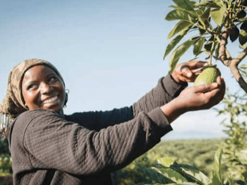 Aguacate keniano: la nueva apuesta que desafía a los gigantes del mercado