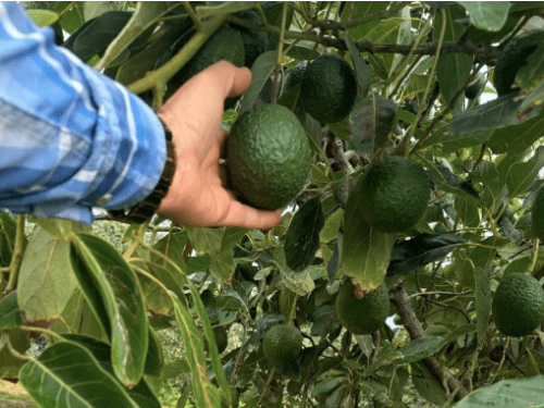 El aguacate orgánico se abre paso en México como modelo sustentable