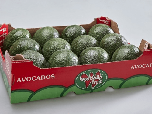 El mercado asiático de aguacates se fortalece con nuevas oportunidades de suministro