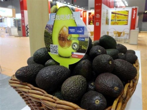 Asia: un mercado que redefine el futuro del aguacate