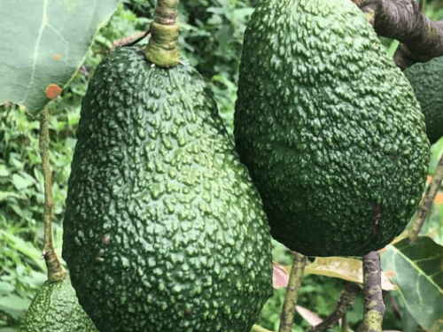 Estudio revela que el cultivo de aguacate puede ser sostenible y aportar a la biodiversidad en zonas áridas