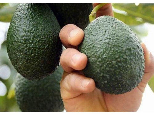 Argentina: el boom de importaciones de aguacate que la convierte en el mercado más atractivo de Latinoamérica