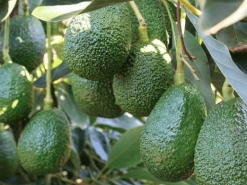 Industria argentina de palta crece con desafíos en industrialización y protección al productor
