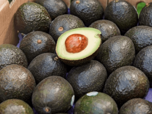 Cosecha de aguacate en México se estabiliza con buena disponibilidad y perspectivas positivas
