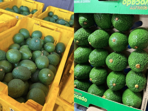 Exportaciones de aguacate tanzano cierran la temporada con buenos resultados