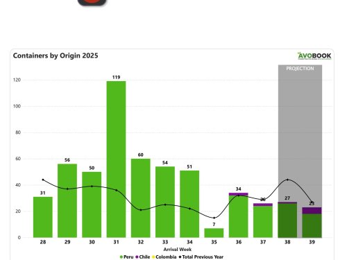 Precios del aguacate en China superan niveles de 2024 por primera vez desde la semana 26