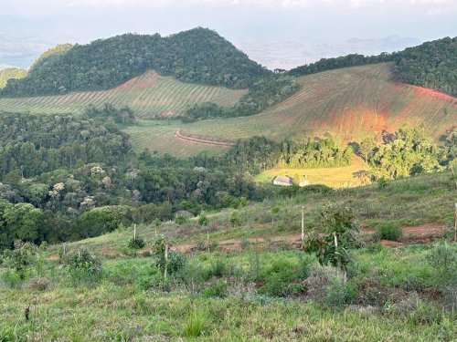 Brasil duplica sus exportaciones de aguacate Hass y busca consolidarse en Sudamérica y Europa