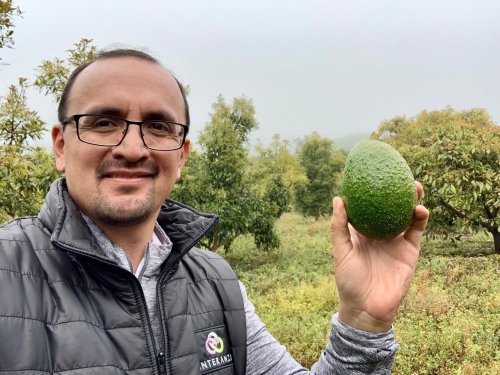 Ecuador: “Vamos a tener más aguacates para destinar a exportación”