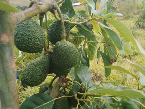 Galicia explora el cultivo de aguacate para reducir dependencia de importaciones