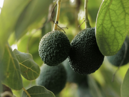 Egipto acelera su apuesta por el aguacate con miras a Europa