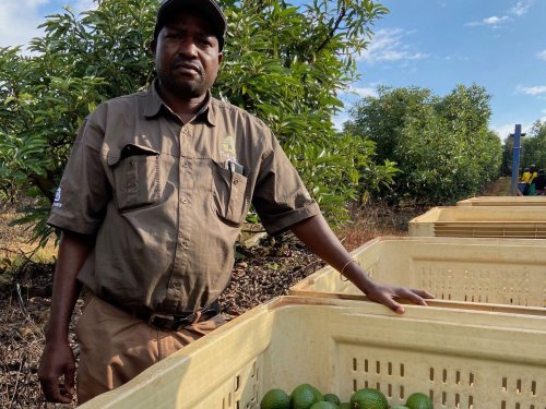 Sudáfrica se prepara para relevar a Perú en el mercado europeo del aguacate