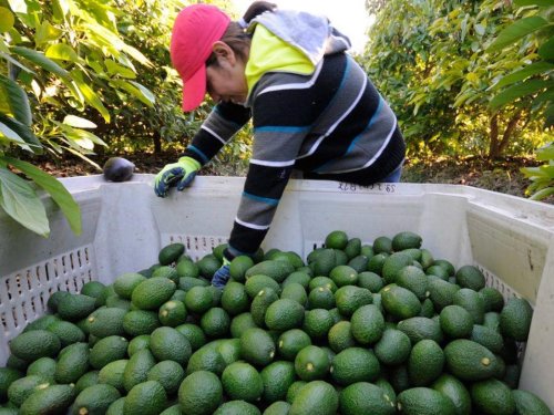 La segunda vida del aguacate: sostenibilidad y valor en la industrialización