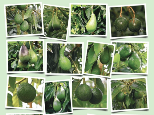 Westfalia impulsa el “aguacate del futuro” con una biblioteca genética de más de 140 variedades