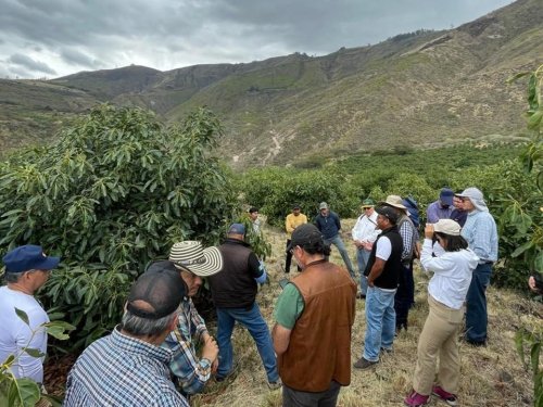 Mercado Ruso: un espacio de desarrollo para el aguacate ecuatoriano.