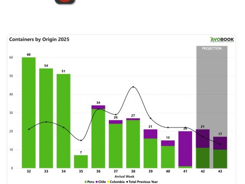 Chile toma el liderazgo del mercado chino del aguacate con el 95% de participación semanal