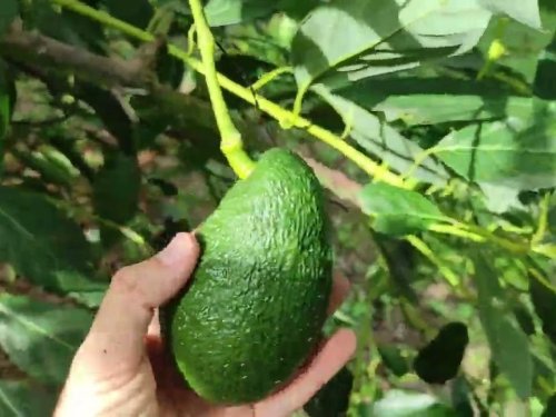 Volumen récord, precios a la baja: radiografía del verano del aguacate en Europa