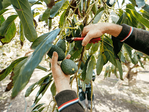 Entre la abundancia y la estrategia: cómo Europa gestiona su verano y las llegadas de aguacate