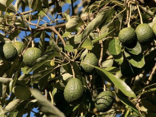Tecnología bioacústica impulsa la polinización y productividad del aguacate