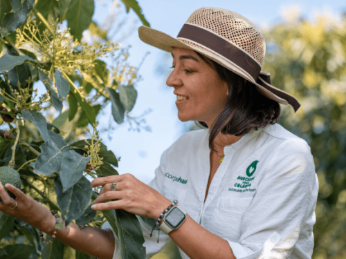 El aguacate Hass colombiano consolida su liderazgo exportador con un crecimiento del 46,6% en 2025