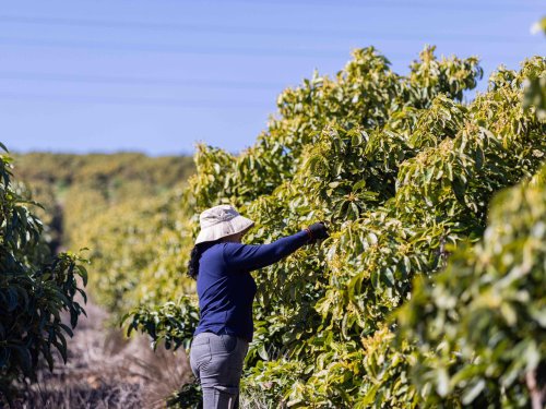 Baika da inicio a una nueva temporada de aguacate chileno con fruta de alta calidad y expectativas de mayor volumen