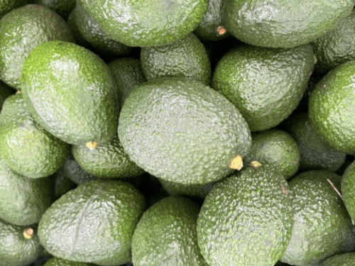 México refuerza la sustentabilidad del aguacate de exportación con nuevas normas ambientales y laborales