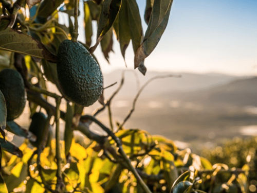 La digitalización impulsa eficiencia y sostenibilidad en la producción de paltas chilenas