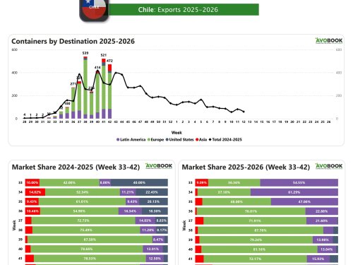 El aguacate chileno equilibra sus destinos: Europa domina y Argentina gana terreno en la región