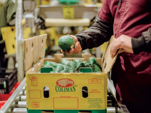 De Colima al mundo: la expansión de Coliman Avocados y su legado familiar en la industria del aguacate
