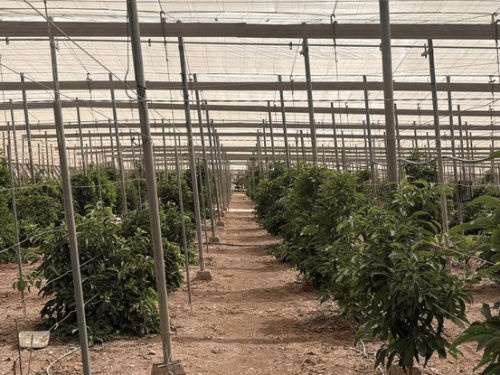 El aguacate bajo invernadero revoluciona la agricultura del sur de España