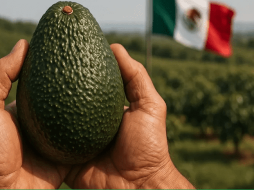 Nutrición precisa: la base del éxito en la producción mexicana de aguacate Hass