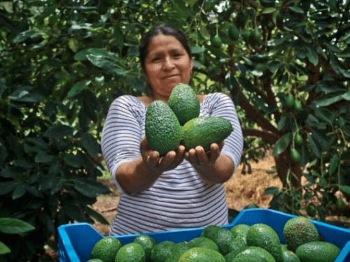 El aguacate peruano fortalece su liderazgo global con crecimiento sostenido y enfoque en calidad