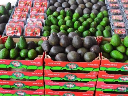 El mercado chino redefine su abastecimiento de palta fresca entre 2012 y 2024