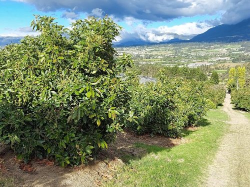 Ecuador juega sus cartas para convertirse en potencia del aguacate Hass